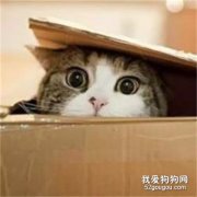 猫咪为什么喜欢钻盒子 祖先的遗传因素造成的