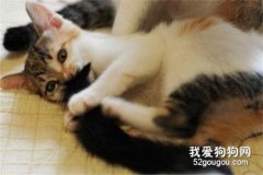猫为什么喜欢追尾巴 可能就是把自己当玩具了