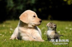 <b>为什么猫没有狗忠诚 现在这种说法你竟然也信？</b>