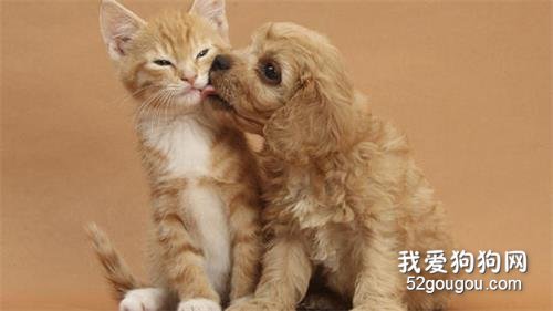 为什么猫没有狗忠诚 现在这种说法你竟然也信?