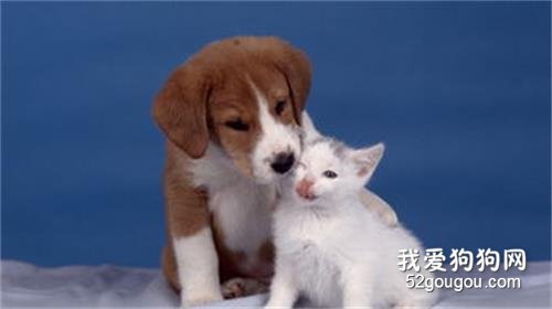 为什么猫没有狗忠诚 现在这种说法你竟然也信?