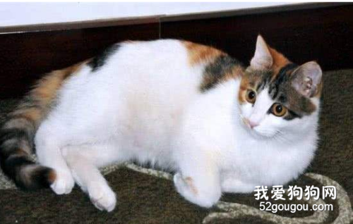 中华田园猫品种大全 可爱的橘猫竟然是中国的！