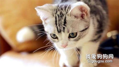 猫丢了怎么找回来 黄金时间你掌握了吗?
