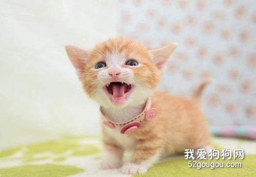 猫为什么喜欢咬人 看看是不是触碰到猫咪禁区了？