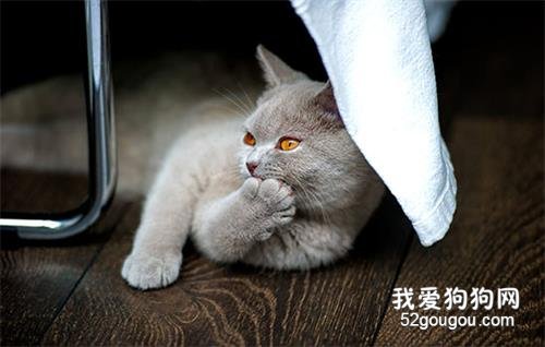 最受欢迎的猫咪品种排行榜 看看你家猫夺冠了吗！