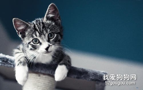 最受欢迎的猫咪品种排行榜 看看你家猫夺冠了吗！