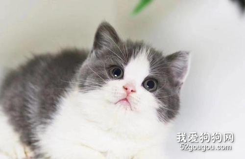 猫为什么离开家不回来?