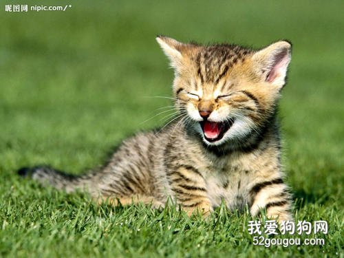 猫为什么离开家不回来?