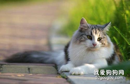 猫什么时候绝育 猫猫绝育的注意事项