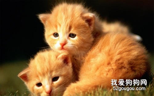 两个猫咪之间是怎么交流的?