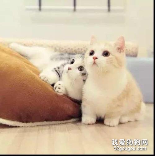 两个猫咪之间是怎么交流的?
