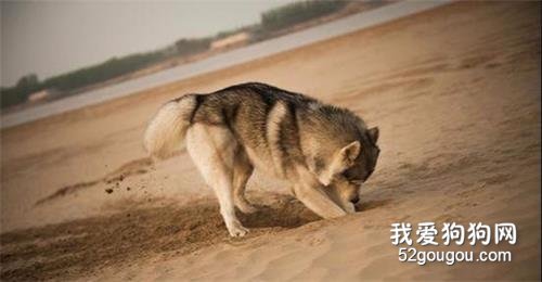 狗狗为什么经常在地上刨来刨去?