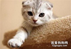 在猫咪小时候要训练它的社交行为