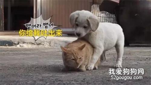 <b>一只被狗子欺负到没饭吃的大橘猫...</b>