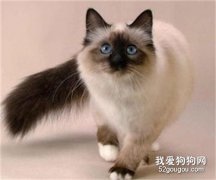 <b>暹罗猫如何看品相 可以看哪种暹罗值钱吗</b>