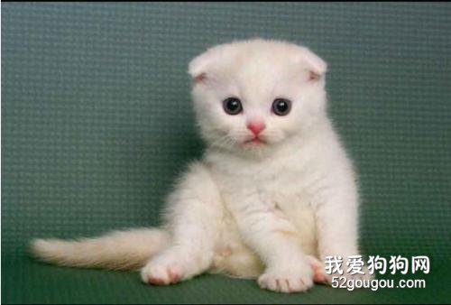 猫驱完虫拉稀正常吗? 可能是喂养问题