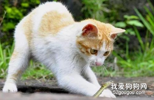 猫驱完虫拉稀正常吗? 可能是喂养问题