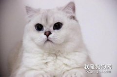 <b>英短发腮期是什么时候 猫咪怎么样才容易发腮</b>