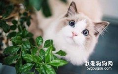 <b>布偶猫怎么看品相 记住上品布偶这几大特征</b>