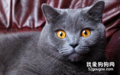 <b>英国短毛猫的特征和特点 你真的了解英短吗?</b>