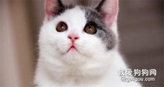 <b>英国短毛猫聪明吗?</b>