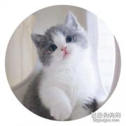 <b>英国短毛猫呕吐怎么治疗 手把手教你调理</b>