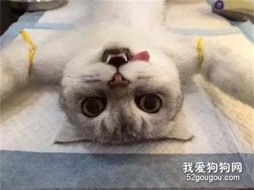 猫咪绝育伤口出血正常吗