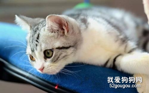 猫咪绝育伤口出血正常吗