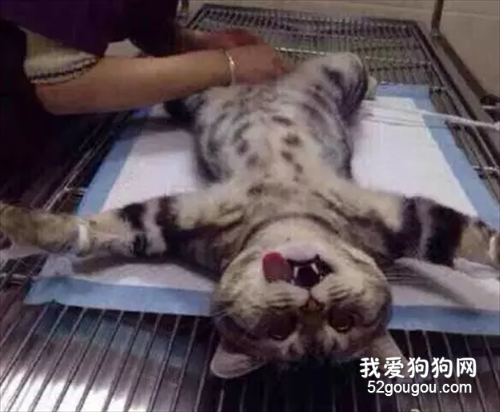 猫咪绝育之后会有变化吗?