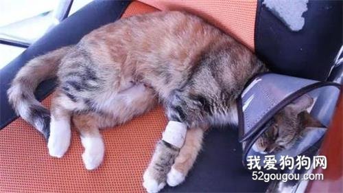 猫咪绝育之后会有变化吗?