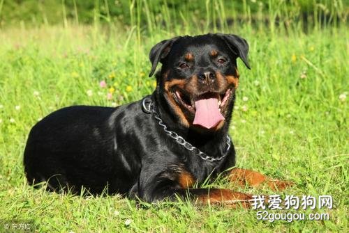 狗狗呼吸急促的3种原因你知道吗?