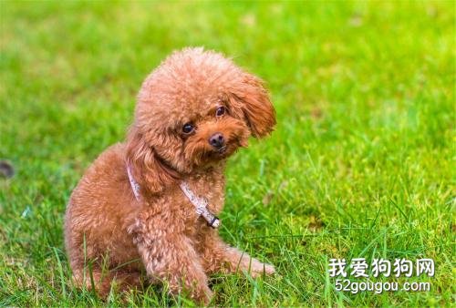 狗狗脸肿胀怎么办?先弄清楚原因才能对症下药!