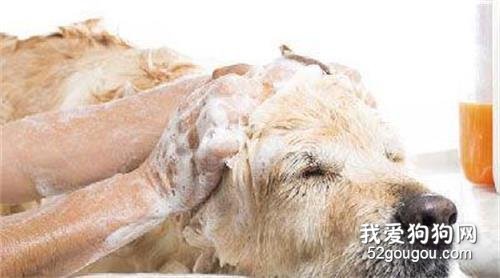 狗狗脸肿胀怎么办?先弄清楚原因才能对症下药!