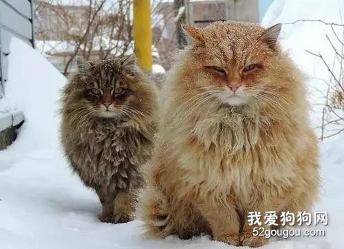 宠物猫的品种 猫咪是如何分类的?