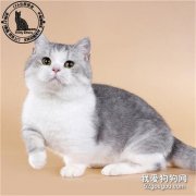 <b>矮脚猫和布偶猫哪个贵？</b>