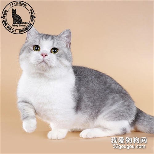 矮脚猫和布偶猫哪个贵？