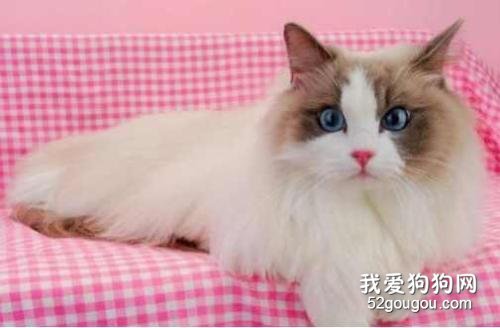 矮脚猫和布偶猫哪个贵？