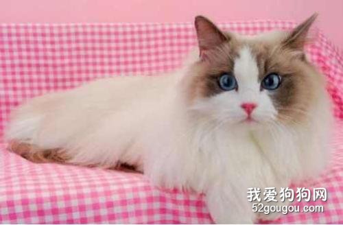 布偶猫耳朵颜色原来这么重要