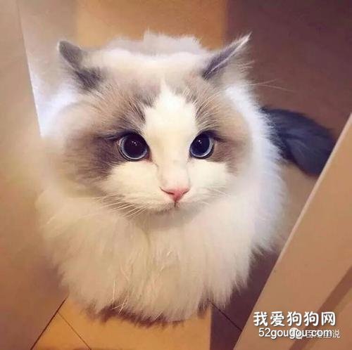 布偶猫耳朵颜色原来这么重要
