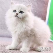 波斯猫怎么养 需要注意的是什么