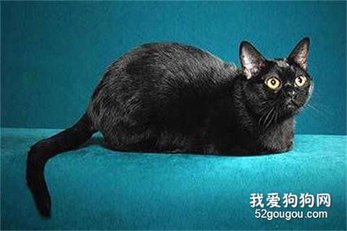 孟买猫大概什么价位? 领养更有爱心