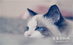 布偶猫呕吐黄棕色的呕吐物 是猫瘟吗？