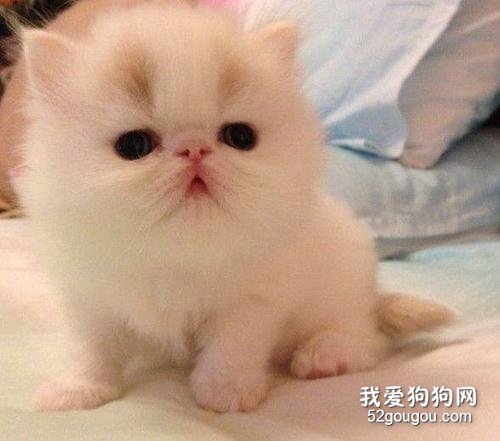 波斯猫分为几个品种 波斯猫有几种颜色?