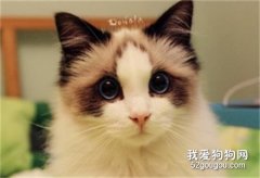 布偶猫海双和蓝双区别 如何分辨？