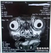<b>主人带狗狗去做MRI检查，结果照片一出来都吓呆了：这是外星人吧！</b>