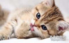 得了猫癣还能抱猫吗？