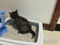 猫不拉在猫砂里怎么办？