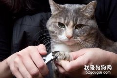 怎么给小猫剪指甲 不反抗不受伤