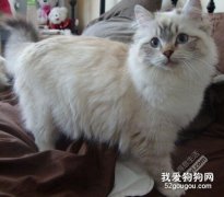 山猫布偶是串串吗 你知道如何分辨纯种吗？