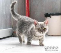 矮脚猫是基因缺陷吗 说出来你可能不相信